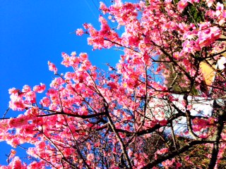 桜もいいですけど梅もなかなか いいものですよ☆